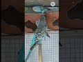 💚 Cute Budgies Playing & Chirping 🐦 | Funny Parakeets #Shorts #Budgies