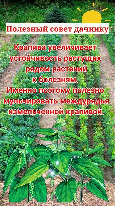 совет дачнику - YouTube
