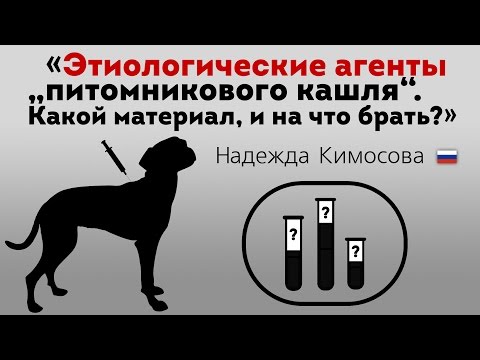 Этиологические агенты «питомникового кашля». Респираторные заболевания