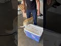 Bear Bear video