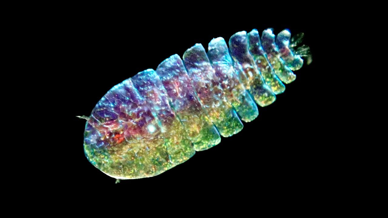 Zoología marina (especies no determinadas)