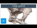 Hip joint - Bones, ligaments, blood supply and innervation - Anatomy | Kenhub