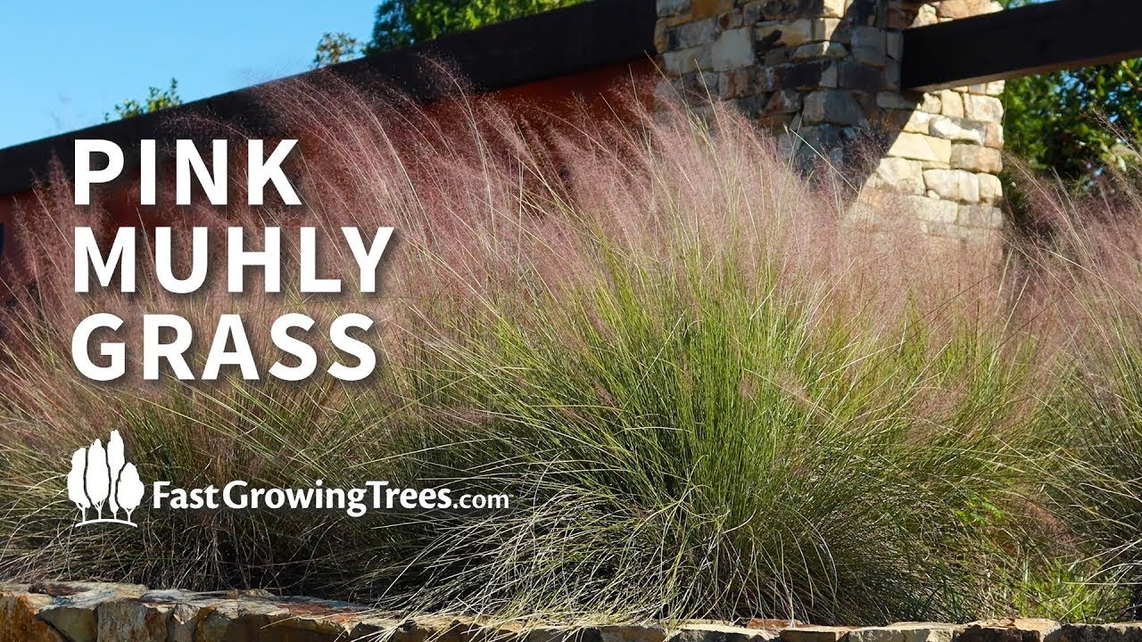 YouTube Video Banner of Pink Muhly Grass