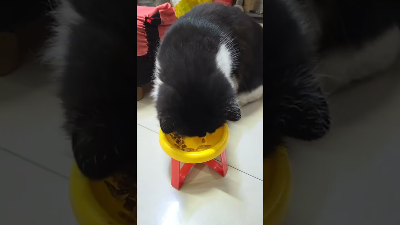 I play games with my cat.