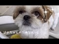 【シーズー】そうきたかっ！！お気に入りのおもちゃをお洗濯されそうなお犬様がまさかの行動www【犬Vlog】