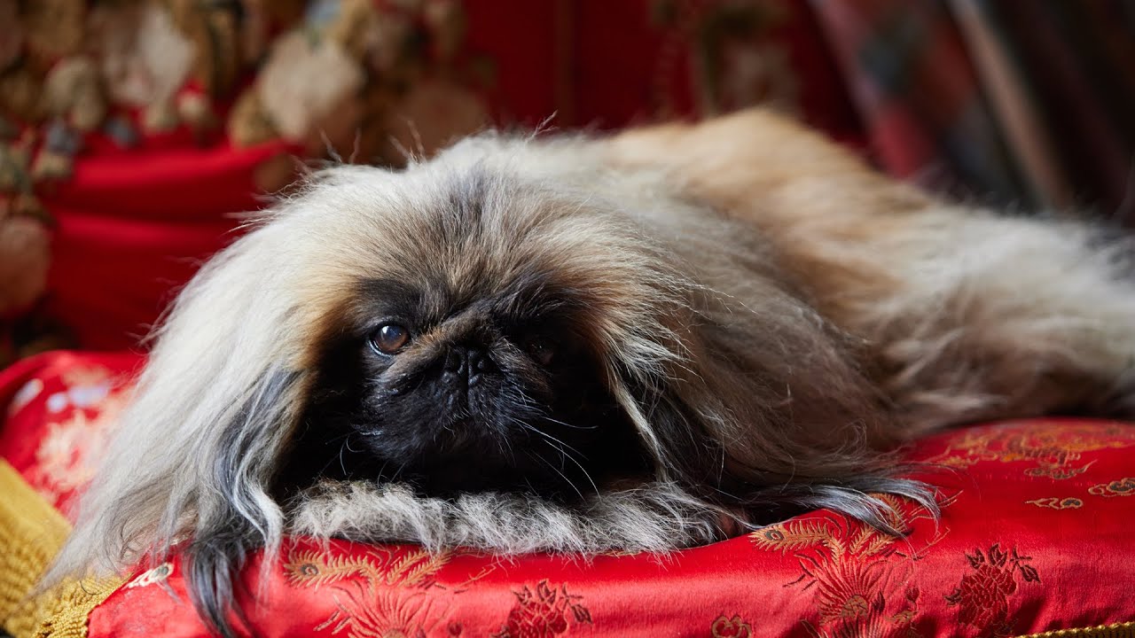 All Creatures Great and Small, Season 2: Tricki Woo Chooses Who?