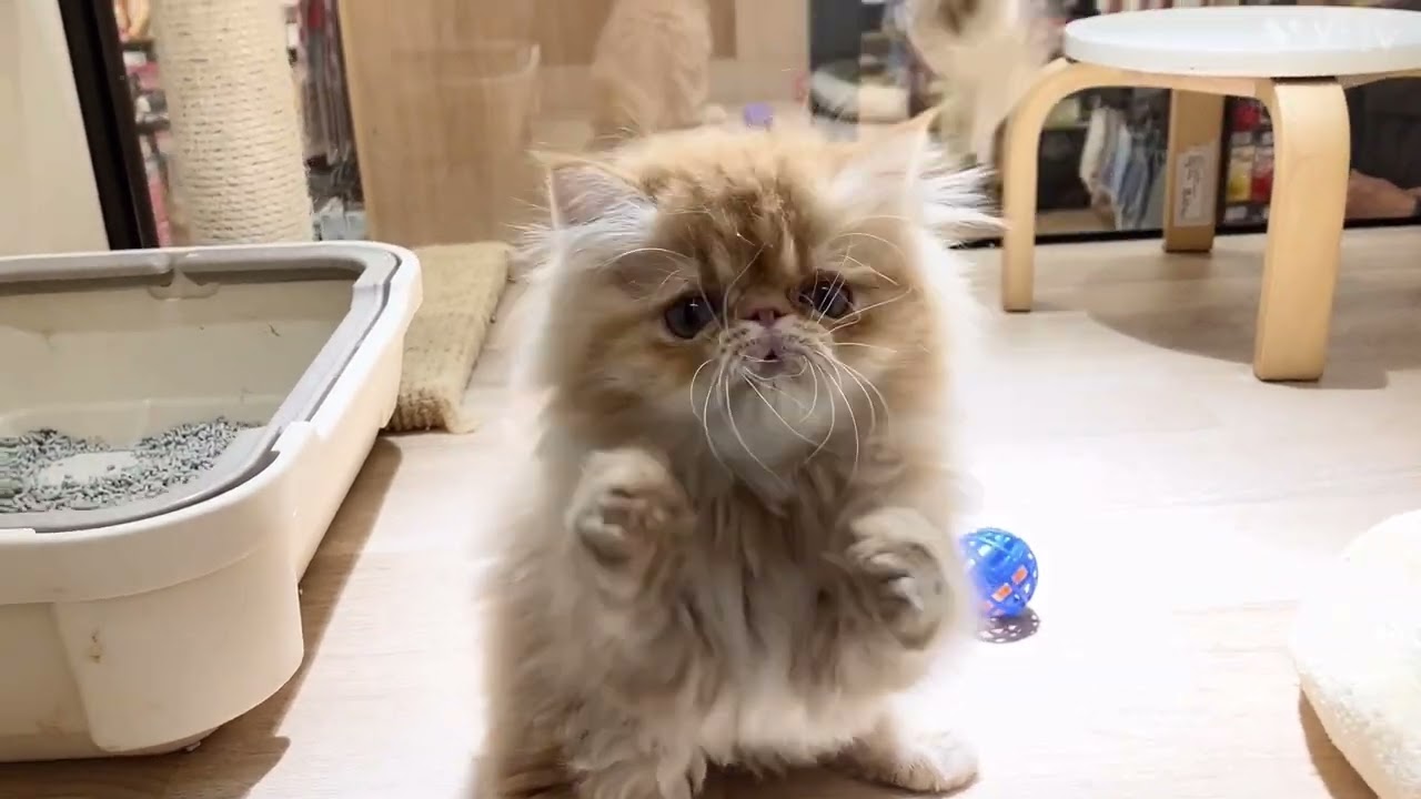 猫石　木箱入り　エキゾチック　美品 NEKO エキゾチックショートヘア | MR.&MRS.CHIEF/ミスターアンド