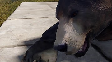 rust bear sleep animations