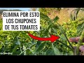 GUÍA COMPLETA CULTIVO DE TOMATE: (4) eliminar chupones, plagas, hongos y riego || en20metros