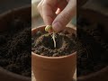 growing orange tree from seed #plants #shorts #timelapse #gardening #diygardening #viral