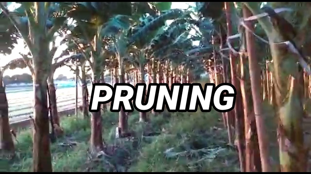 UPDATE KEBUN PISANG UMUR 6 BULAN @gembel taiwan