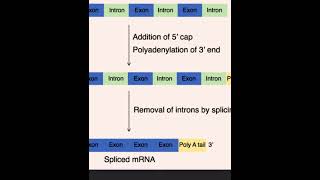 Postranscriptional modifications. #mcat #premed #biology