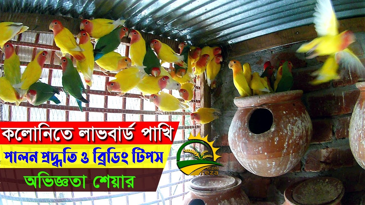 লাভ বার্ড পাখি পালন পদ্ধতি,ব্রিডিং টিপস, ও দাম । পর্ব  -১ Love bird rearing  Love bird Pakhi Palon