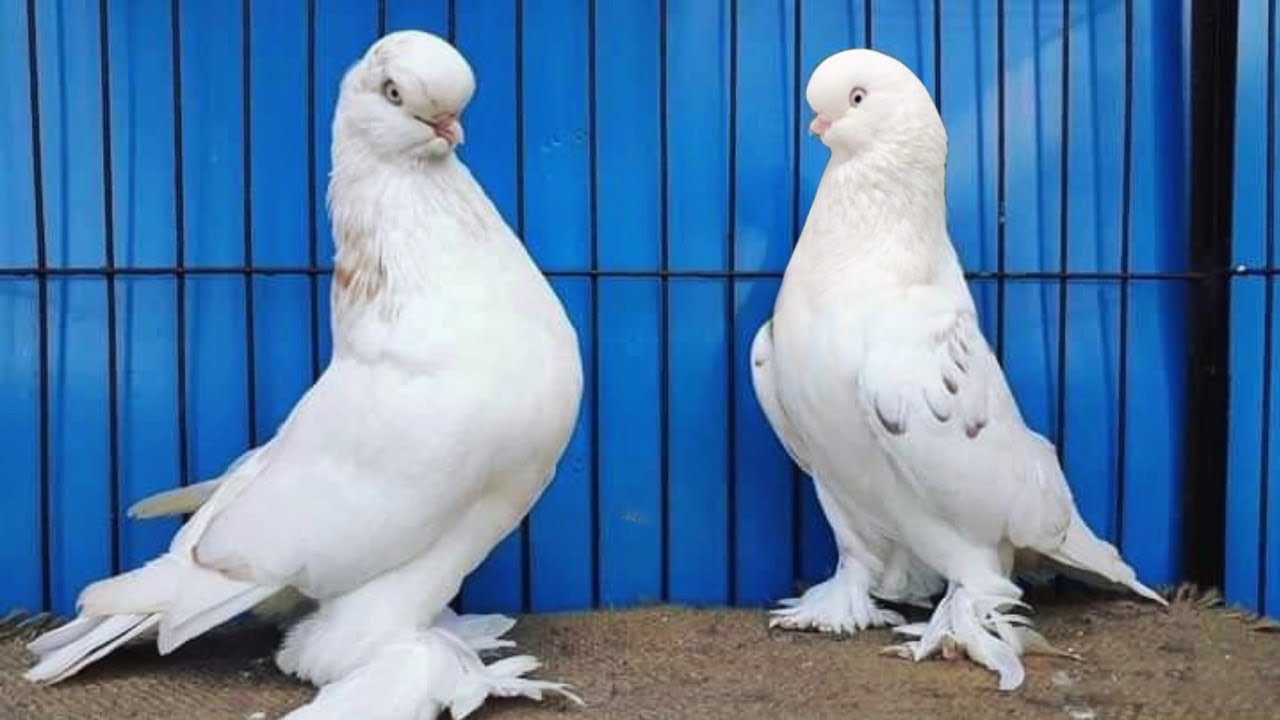 اشهر 7 انواع حمام زينه مطلوبه في السوق وسعرها حلو