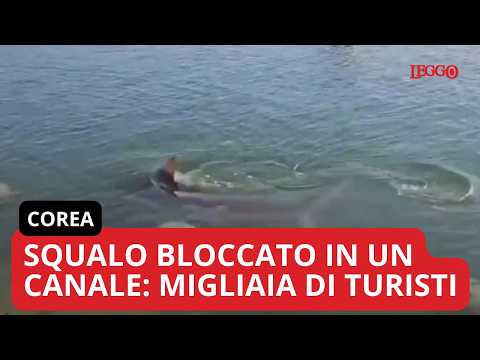 Video Squalo di 4 metri bloccato in un canale da una settimana: arrivano 600mila turisti