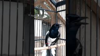 Burung Kacer Isian Suara Anak Kucing!#shorts #kicaugaruda #yearofyou Burung Kacer Isian Suara Anak Kucing!#shorts #kicaugaruda #yearofyou