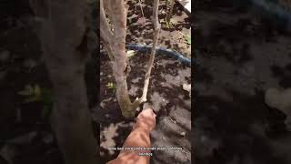 Poda De Limpeza Da Jabuticabeira shorts