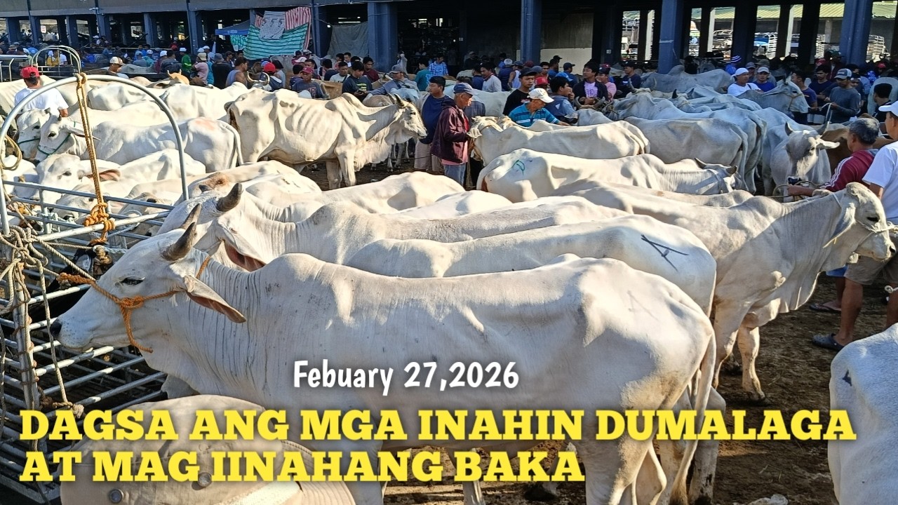 Price update ng mga Dumalaga at Mag iinahang Baka!