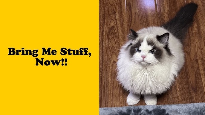 40 Times People Just Had To Snap A Pic Of Their Angry, But Cute