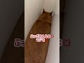 ちゃんと自力で出れますので、ご安心をw #柴犬