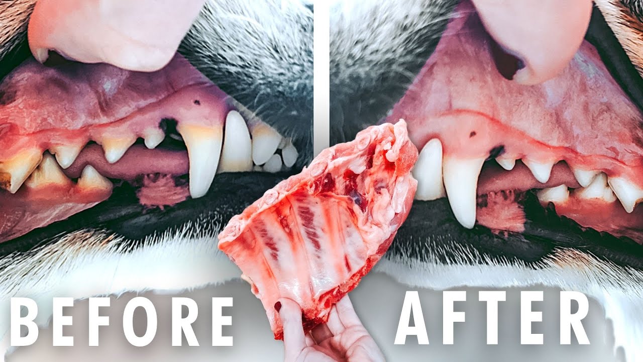 The Best Raw Bones To Clean Your Pet'S Teeth