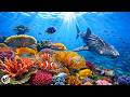 Relaxing Music For Stress Relief Underwater Wonders Coral Reefs And Marine Life 