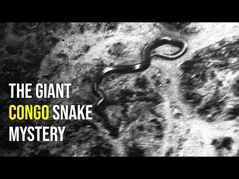 The Mysterious Giant Congo Snake: What Could It Actually Be?