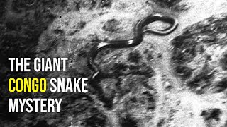 The Mysterious Giant Congo Snake: What Could It Actually Be?