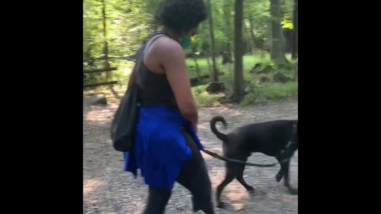 SparklyPets Hands-free dog leash review