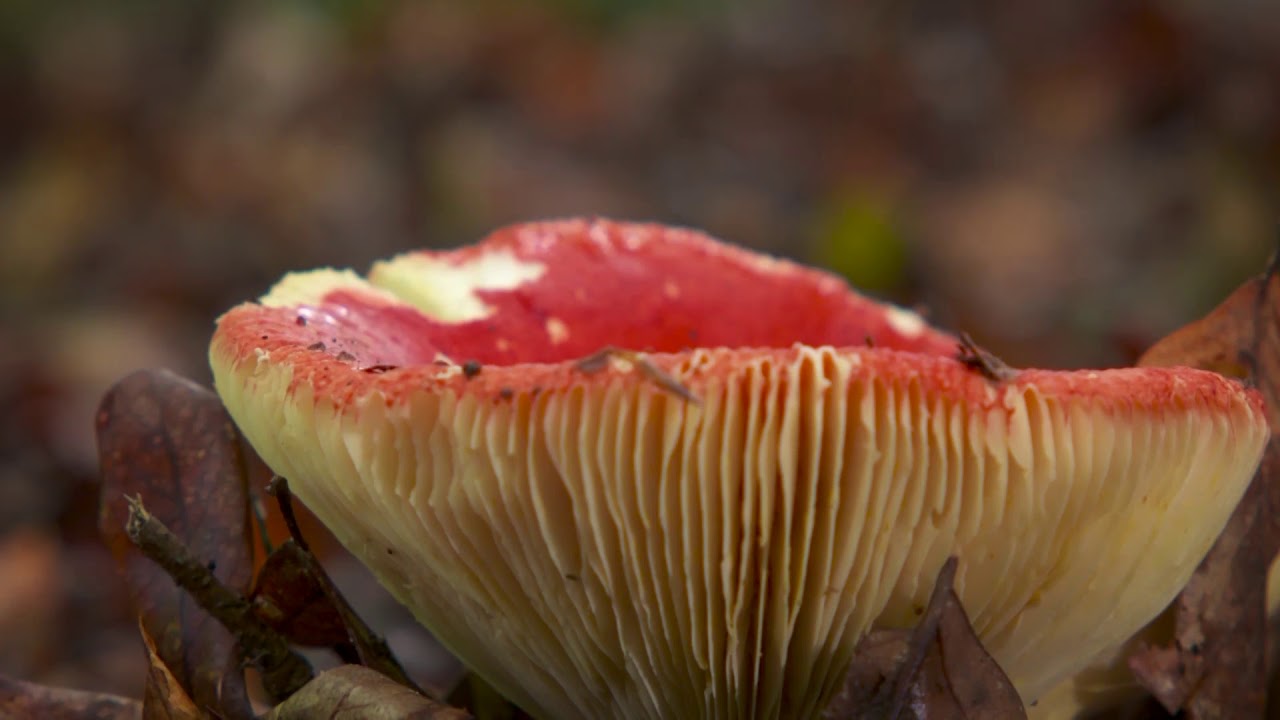 SOS: How to Survive - Wild Mushrooms