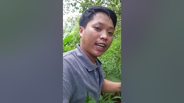 Đi lên núi hái đươc  bắp chuối rừng