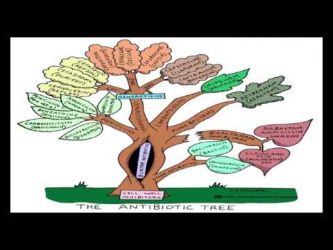მალვინა ჯავახაძის ლექცია