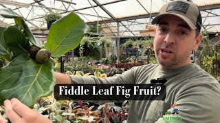 Fiddle Leaf Figs Fruit?