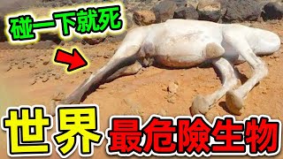 全世界最危險的10種致命生物！駱駝尸體為何不能碰？第一名堪稱“人類噩夢”，動物愛好者千萬小心。|#世界之最top #世界之最 #出類拔萃 #腦洞大開 #top10 #最危險生物