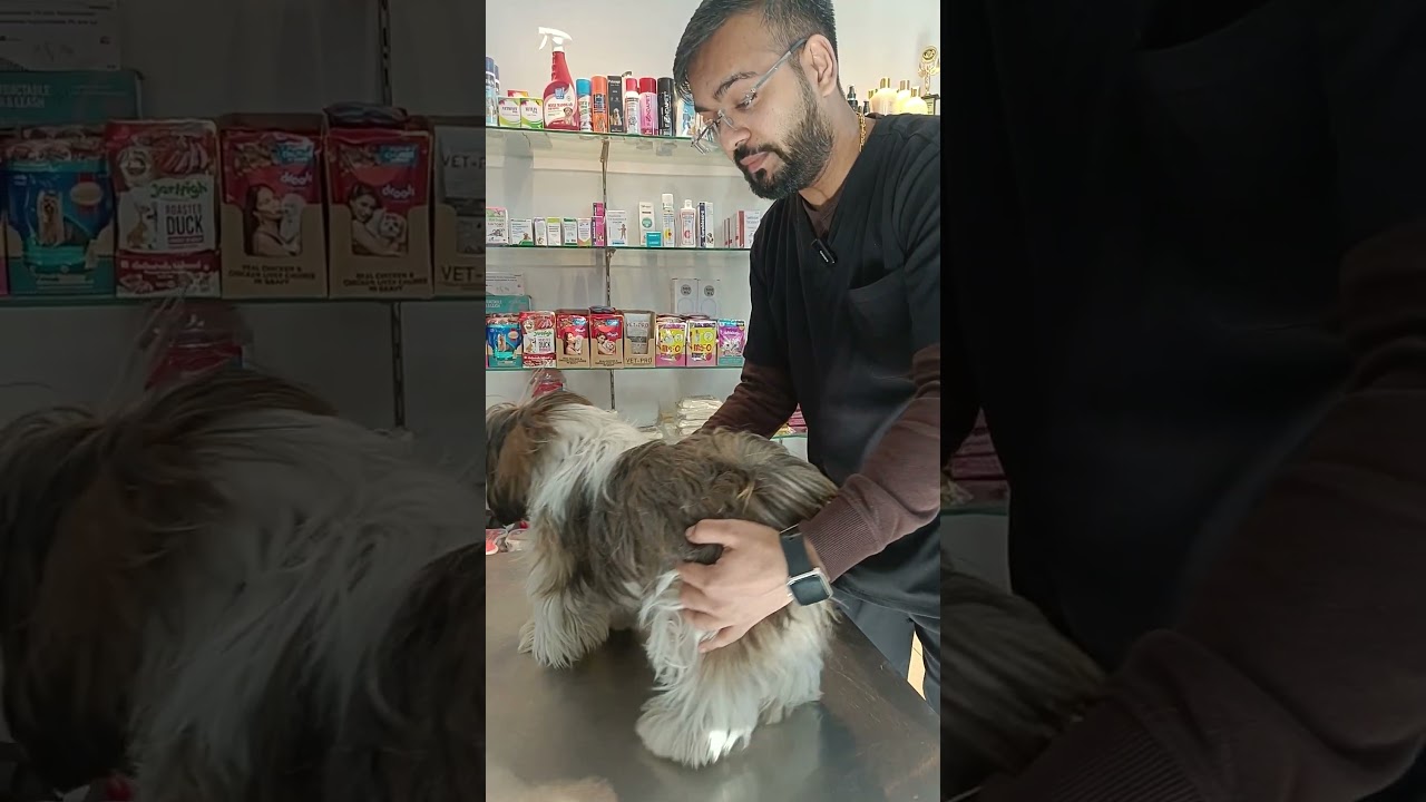 Hair Brushing Tips for Shih Tzu | Dr. Anirudh Mittal