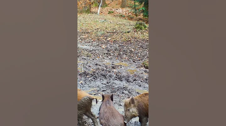 trail camera wild boar in the forest