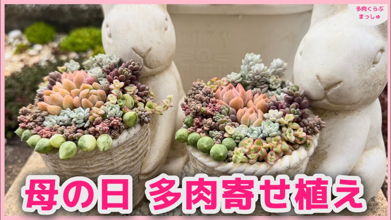 ★ ♡ラムネ♡様★切り株に乗ったうさぎさん★２点セット★多肉鉢★寄せ植え★ 多肉植物】母の日のプレゼントに✨うさぎ鉢の多肉寄せ植え作り - YouTube