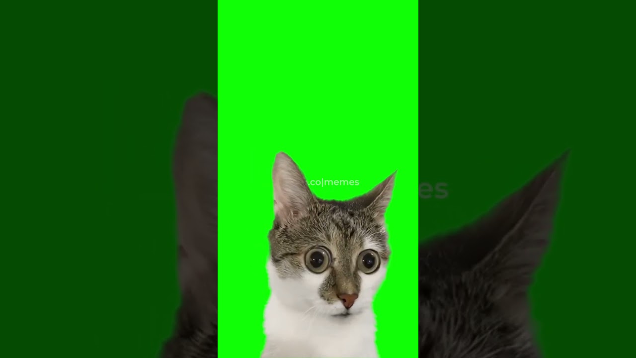Suprised Cat - Big Eyes | Green Screen  