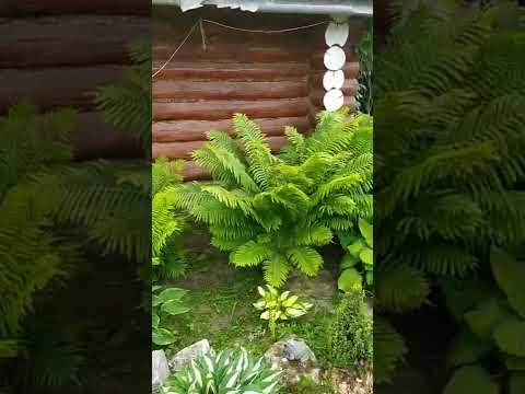 Папоротник из леса.