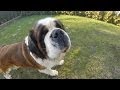 видео для поднятия настроения с собаками