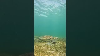 Snorkeling In San Juan: The Best Things To Do In Puerto Rico