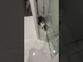 隙間が好きなアッシュ #cat #猫