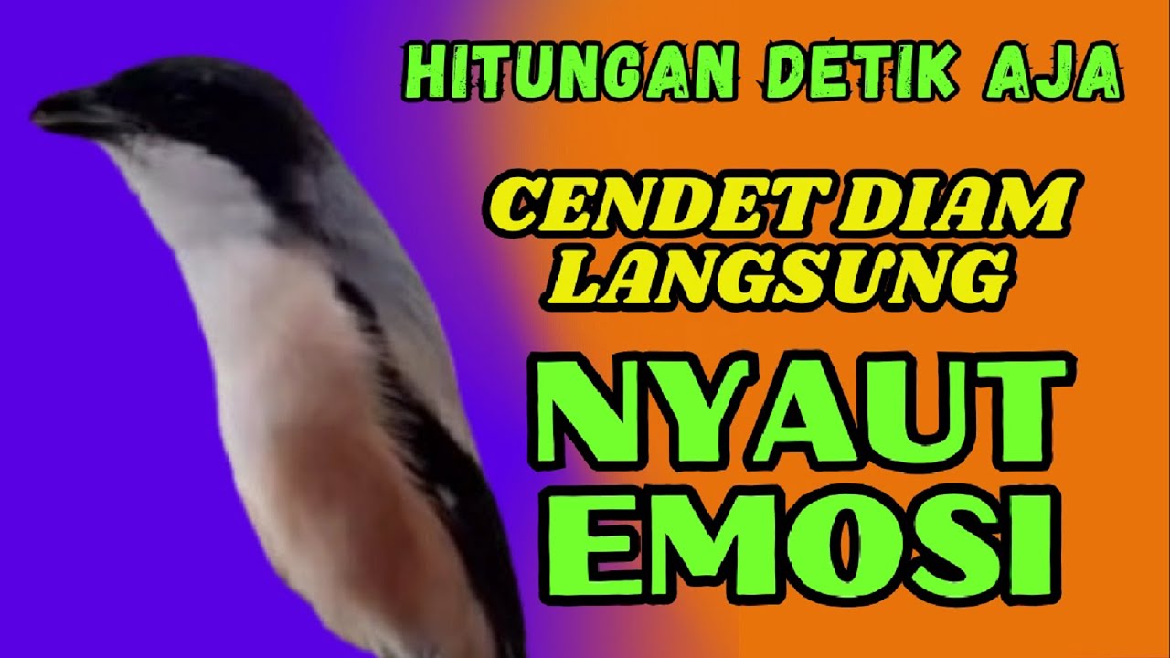 Pancingan Burung Cendet BUNYI AMPUH buat Pancingan Cendet Agar NYAUT gacor