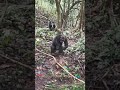 மனித குரங்கு சண்டை #shorts #குரங்கு #Monekeyfight #ApevsMonkey #fun #subscribe #tamil