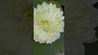 Lotus I'd-Green apple🍏 #explorenow#explore#shortsfeed #shorts #shortvideo #trending #viral #ytshorts