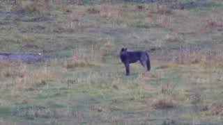 Six Wolves Walking Across Lamar Valley in Yellowstone National Park