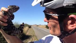 Helping An Old Lady Cross The Road