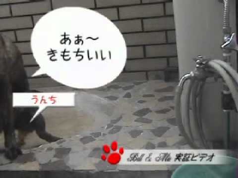 ペット専用の自動水洗トイレ Bell Mie 犬2 Youtube