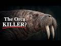 Walruses Are Terrifying... Here's Why