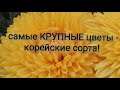 очень КРУПНЫЕ хризантемы!